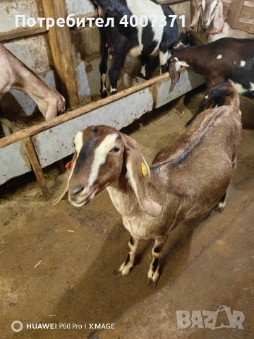 Чистокръвни англонубийски кози, снимка 2 - Кози - 52928016