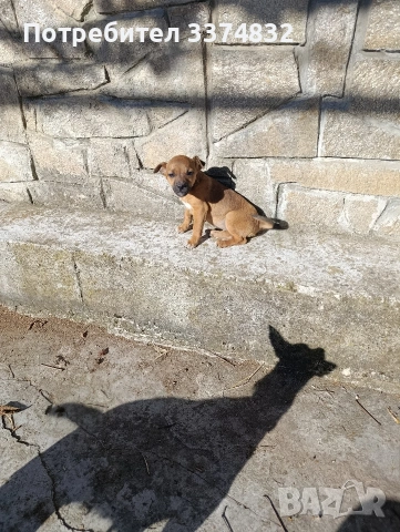 продавам малко пясъчно пинчерче