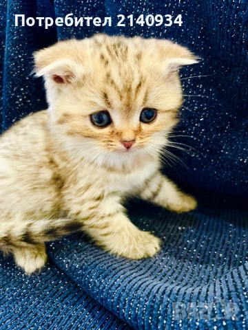 Шотландски клепоухи котенца – златна чинчила. Scottish fold, снимка 8 - Чинчили - 52931535