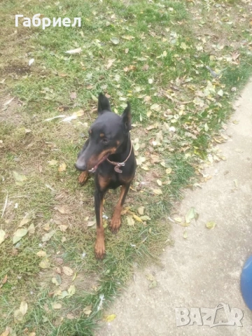 Куче доберман, снимка 5 - Доберман - 52183998