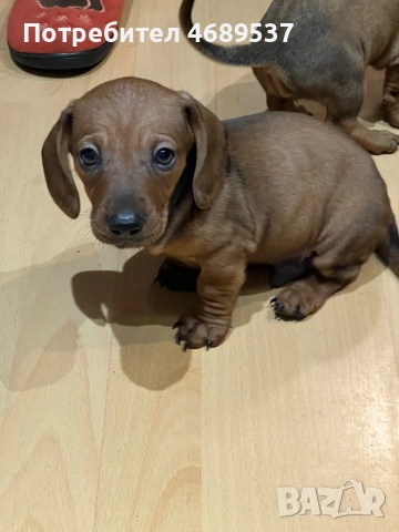 Две игриви момчета търсят своя любящ стопанин , снимка 3 - Дакели - 52869703