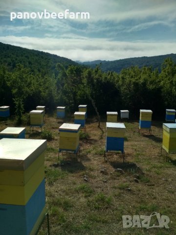 БИО Пчелен прашец от Сакар планина, снимка 12 - Пчелни продукти - 18145770