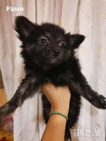 Померан шпиц  момиче, снимка 2 - Померан - 53269504
