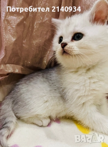 Чистокръвен британски, сръбрена чинчила. Мъжко, снимка 4 - Британска късокосместа - 52958137