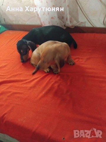 Продавам две мъжки дакелчета едното е черна, снимка 1