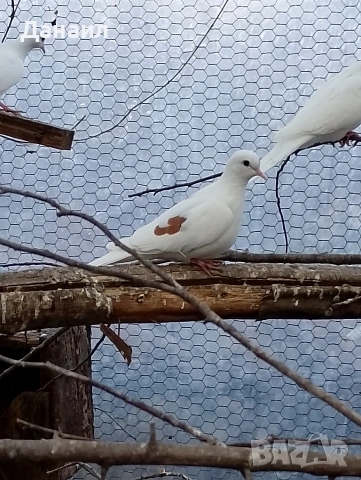 Сенегалски гугутки, снимка 15 - други­ - 51779307