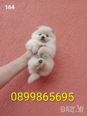 Момичета. Померани.