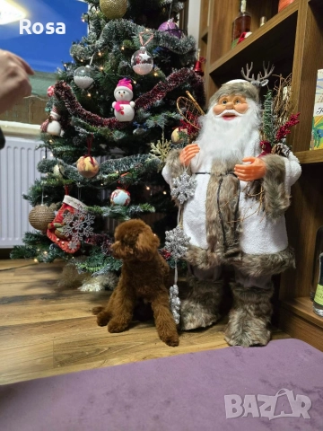 Продавам пудел той , снимка 2 - Пудели - 52649817