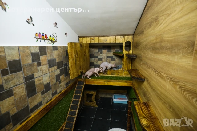 Хотел за котки Уговет , снимка 17 - Ветеринари и услуги - 49763338