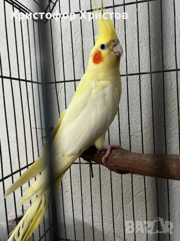 Папагал Корела мъжка, снимка 1