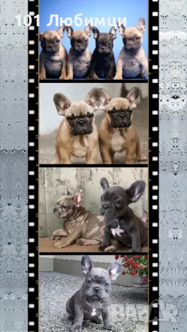 Френски булдог с родословие