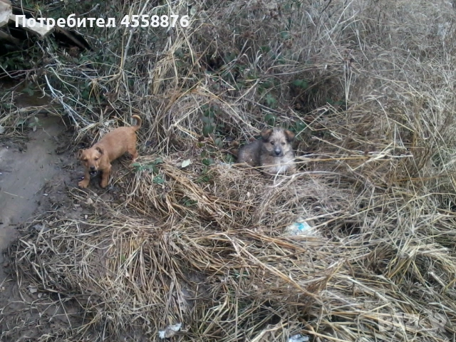 продавам дак ръсел, снимка 2 - Джак ръсел териер - 53404443