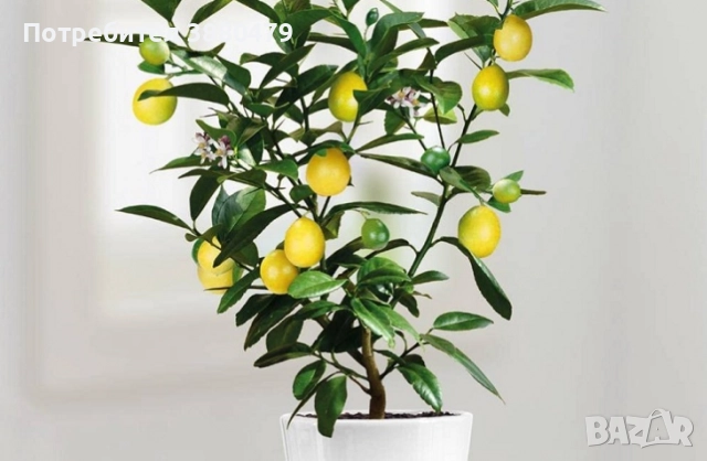 лимоново дърво