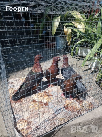 Архангели , снимка 1