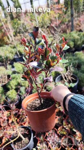  Фотиния Литъл Ред Робин, Photinia fr. Little Red Robin, снимка 6 - Градински цветя и растения - 43806136