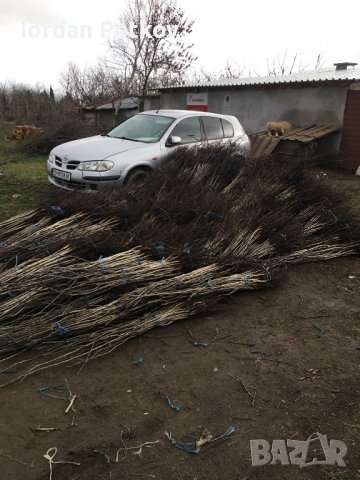 Орехови фиданки, снимка 11 - Разсади - 31385115