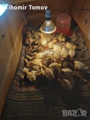 продавам пуйчета пилета 