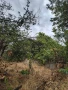 лозе с. Езерово ,м.токат баши, снимка 2