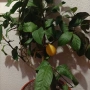 Дърво 🍋 и шефлера 10 годишни, снимка 5