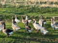 Лебедови гъски патици, снимка 2