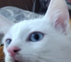 бяло мъжко коте, сини очи, 5 мес., снимка 8