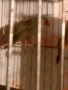 Продавам трастикови  белолики гулдови амадини, снимка 5