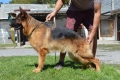 Немска овчарка с дълъг косъм с родословие , снимка 4