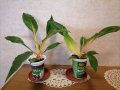 Хлорофитум/Chlorophitum Orchidastrum "Fire Flash", снимка 1 - Стайни растения - 39582218