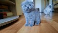 Котенца шотландски клепоухи, снимка 1 - Британска късокосместа - 36663614
