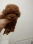 тийкъп женско пуделче , снимка 1