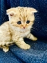Шотландски клепоухи котенца – златна чинчила. Scottish fold, снимка 8