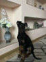 Доберман на 4месеца, снимка 2