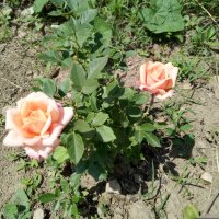 Мини роза, снимка 5 - Градински цветя и растения - 40476902