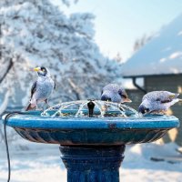 Нов 250 W нагревател за птици с фонтанна помпа Открито Дом градина двор, снимка 8 - други­ - 43163048
