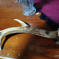 Колекционерски нож с рог от елен, снимка 6 - Колекции - 33568143