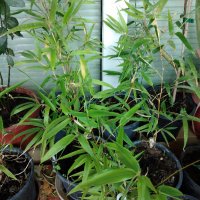 Бамбук Вивакс жълт Phyllostachys vivax 'Aureocaulis' , снимка 7 - Градински цветя и растения - 27535820