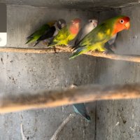 Продавам папагали неразделки , снимка 6 - Папагали - 40156012