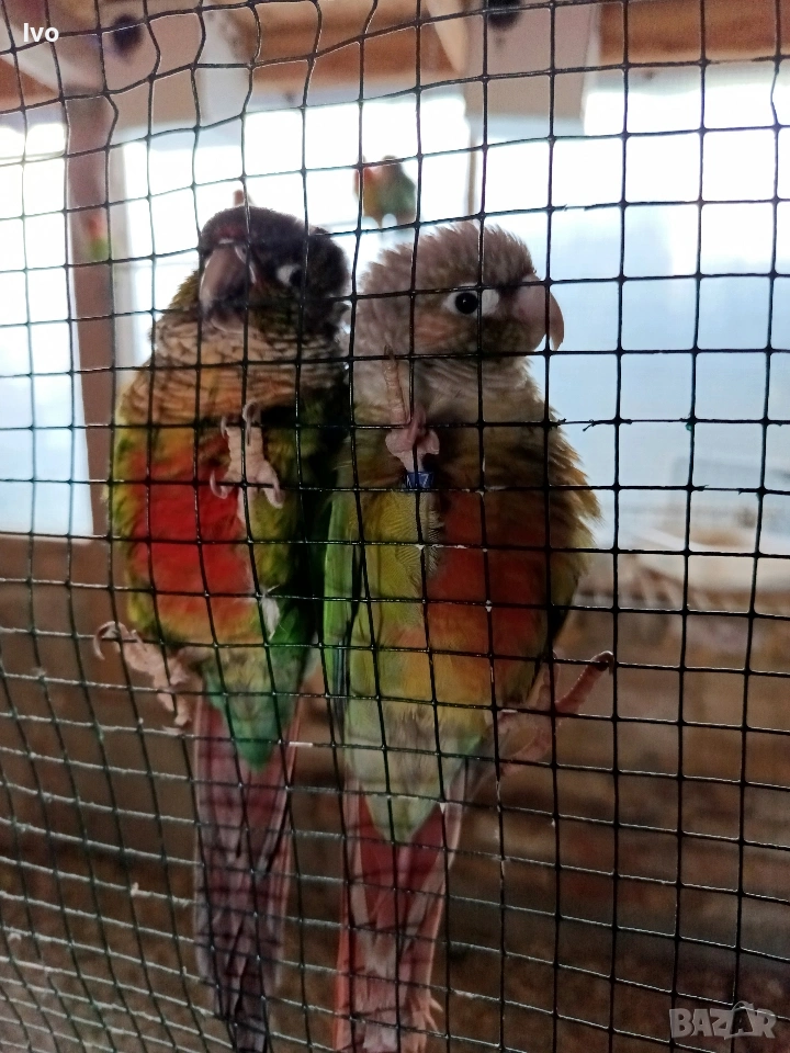 двойка Перури, снимка 1