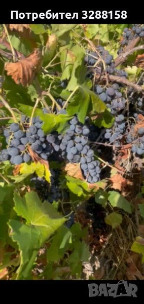 Грозде мерло и червен мискет  продавам , снимка 1