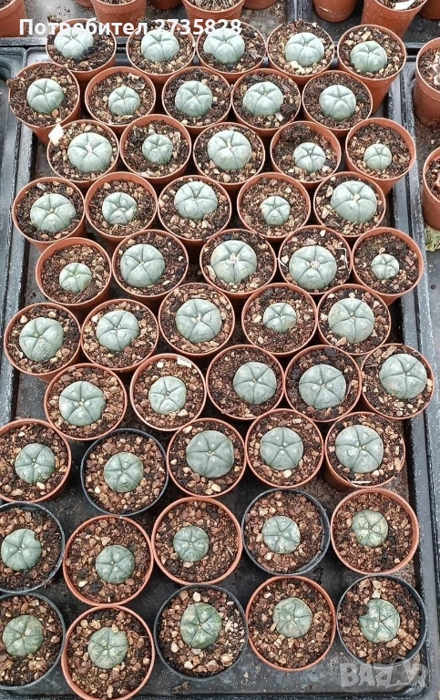 Пейот (Lophophora williamsii), снимка 1