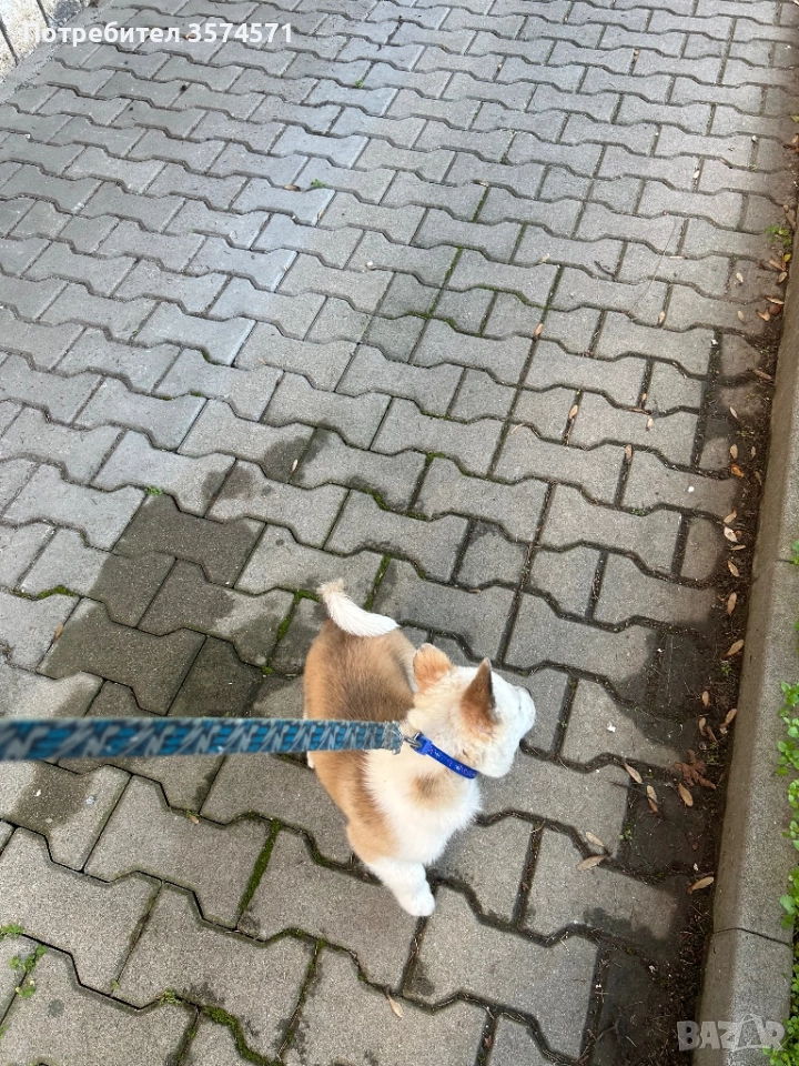 Малко кученце, снимка 1