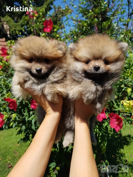 Померан померани , снимка 1