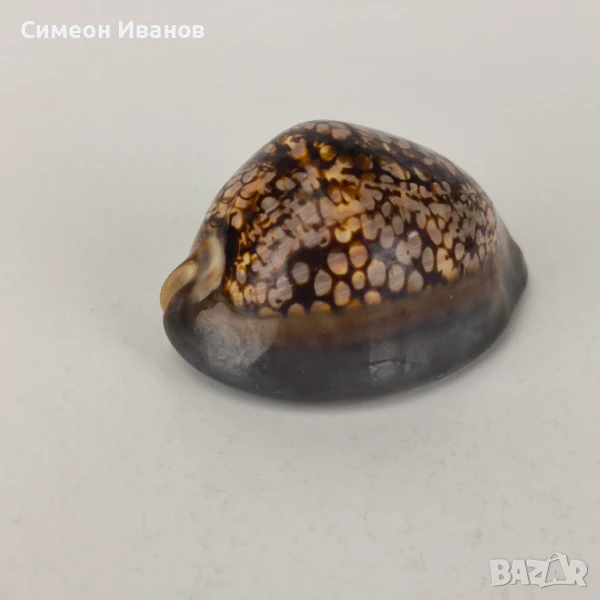 Интересна раковина рапан Cypraea Mauritiana 94мм #5942, снимка 1
