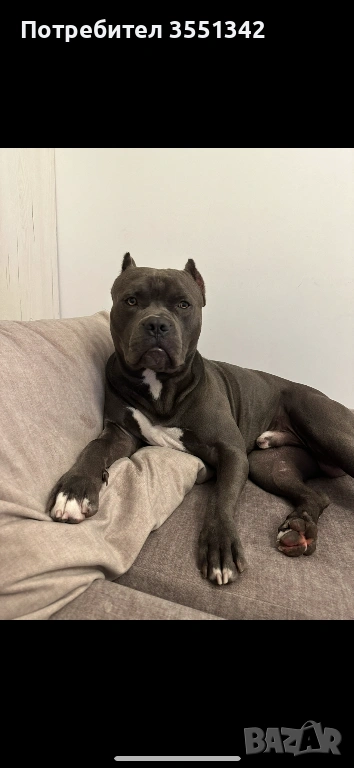 Мъжко американско були търси женска за разплот, снимка 1