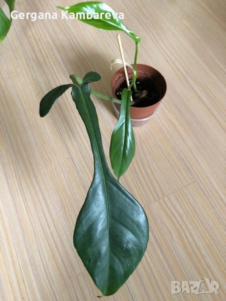 Philodendron Joepii, снимка 1