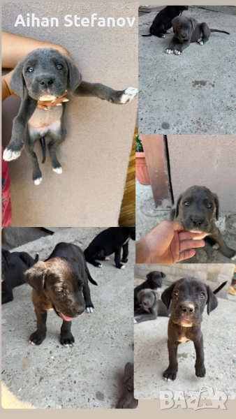 Чистокръвно Кане Корсо , снимка 1