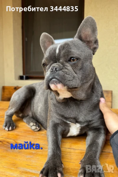 Френски булдог син, снимка 1