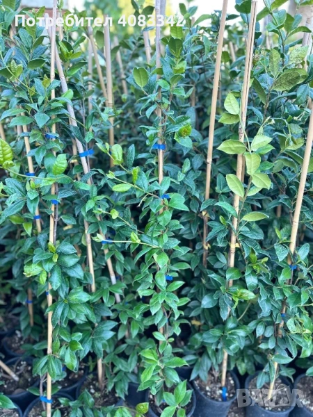 Жасмин Ароматен Студоустойчив, снимка 1