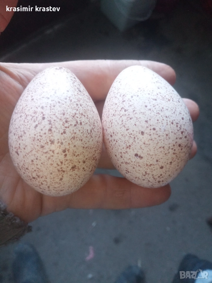 свободни пуешки яйца, снимка 1