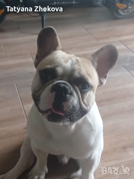 Родословен Френски булдог, снимка 1